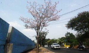 - Tabebuya: Sakura Tropis yang Mempercantik Jalanan Jakarta