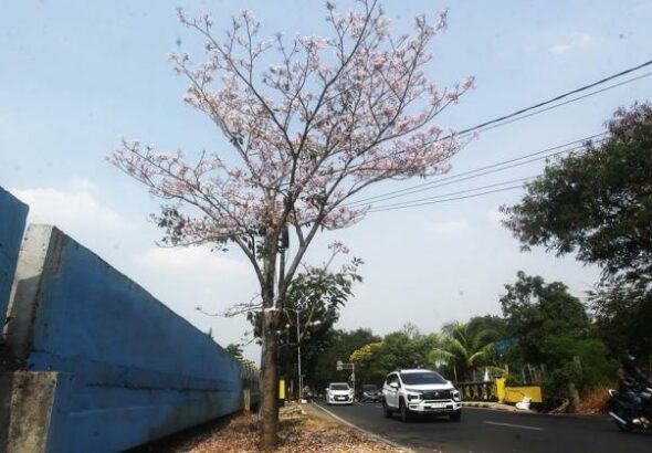 - Tabebuya: Sakura Tropis yang Mempercantik Jalanan Jakarta